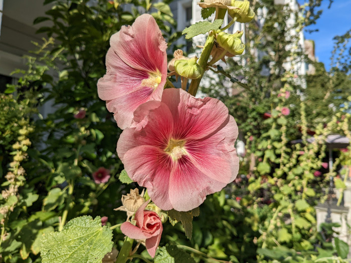 Ein mit dem Pixel 6a gemachtes Bild (Bild: Tobias K&ouml;ltzsch/Golem.de)